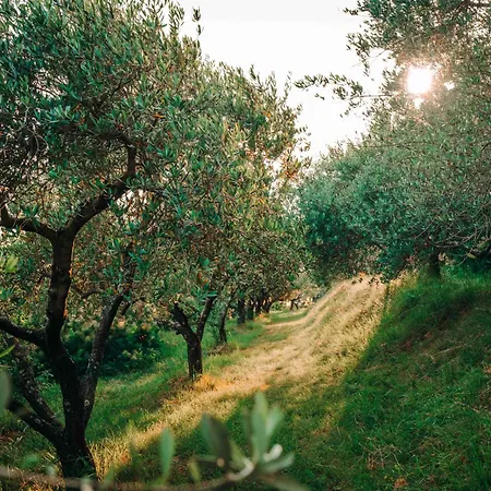 Private Olive Glamping With Tiny House And Two Tents Kemping