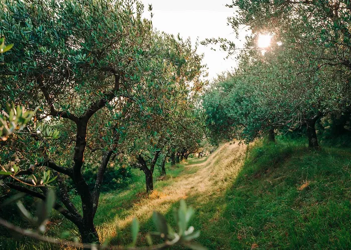 Private Olive Glamping With Tiny House And Two Tents Campingplads