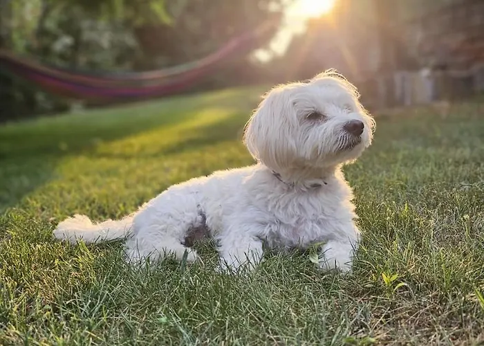 Private Olive Glamping With Tiny House And Two Tents